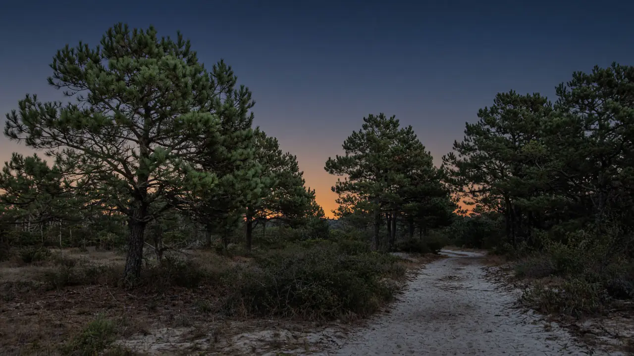 Pitch pines and a sandy path at dusk.
